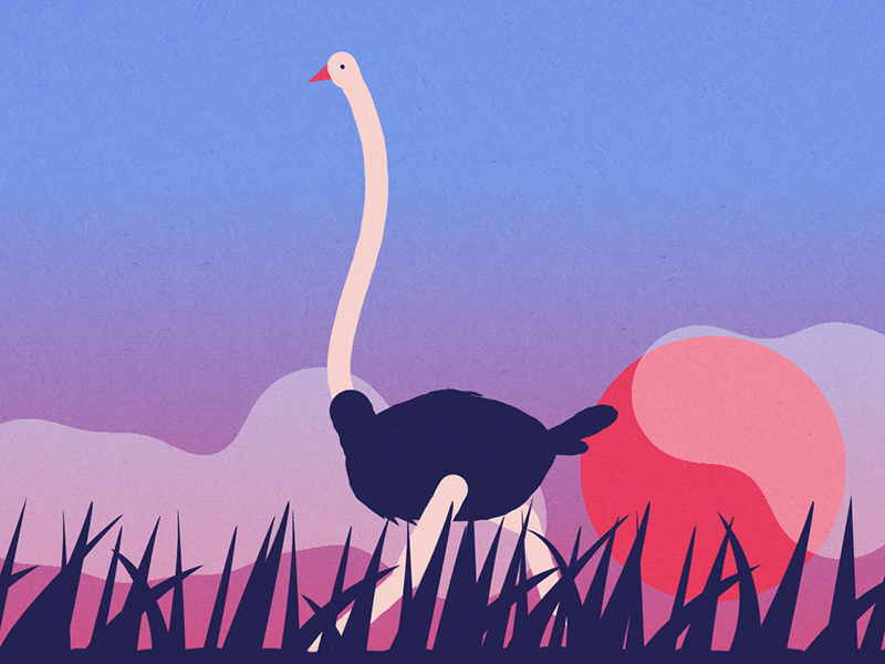 Ostrich 2d after effects animation character flat