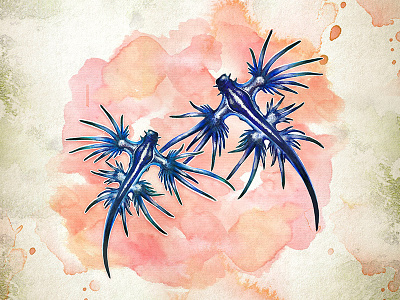 Glaucus Atlanticus animal atlantique blue glauco glauques illustration nature nudibranch pink sea slug watercolor