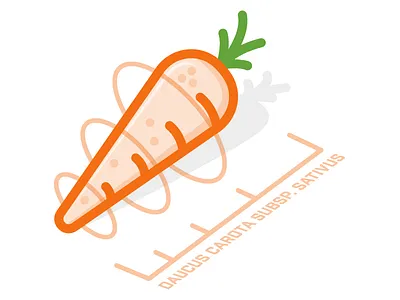 Really Random Carrot carrot illustration orange random vector vegetable