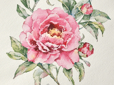 Peony aquarelle botanical illustration flora flowers peony watercolor