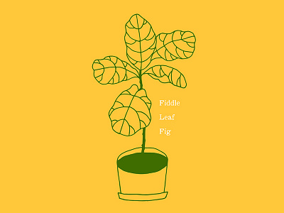 House Plant 02 decor drawing ficus lyrata fiddle leaf fig garden green house plant illustration nature pop art tropical