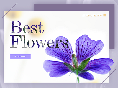 Best Flowers app card colorful colors design flower interface nature ui ux web design