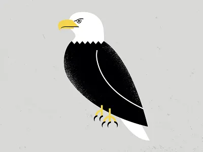 Eagle america bald eagle beak claw eagle eye standing talon usa