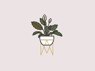 Peace Lily illustration leaves line art peace lily plant