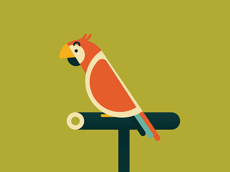 Polly wants a cracker after effects app bird fab design flat design flight parrot