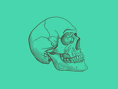 Skull on Shamrock anatomy brush contour cross hatching hatching illustration pen pen and ink shamrock skull teal vintage