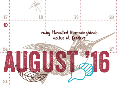 August august bird calendar hummingbird illustration nature science typography