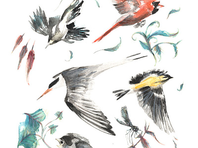 Birdwatching bird birds birdwatching bluebird bluejay cardinal dragonfly finch tern