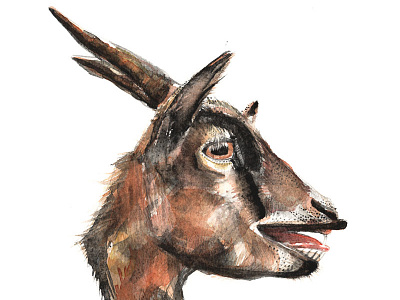 Salivating Goat drawing goat graphite painting portrait salivating watercolour