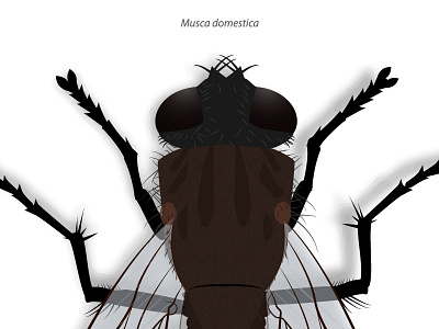 Fly fly insect macro musca musca domestica