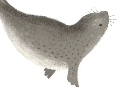 Chubby Seal animal chubby handdrawn illustrated illustration painted photoshop scottish seal swimming underwater wacom