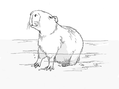 Capybara animal black and white capybara fur line art water