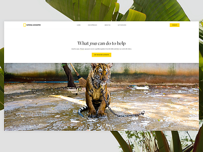 Big Cats Initiative charity design geographic lions natgeo national saving tigers web