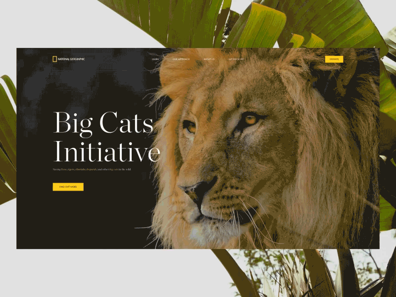 Big Cats Initiative charity design geographic lions natgeo national saving tigers web