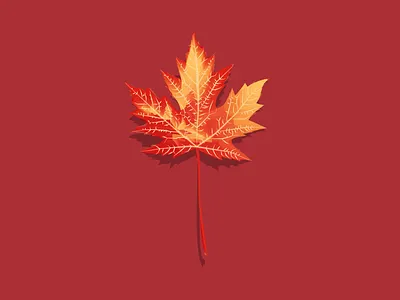 Maple canada design flat graphic illustration maple red vector vectors