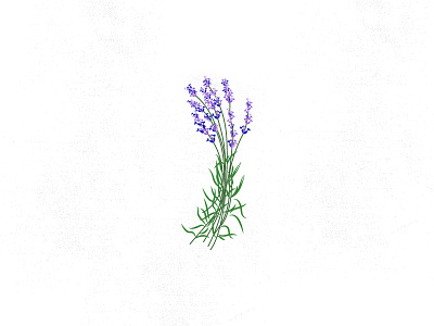 LAVENDER branding flowers herbs illustration lavender