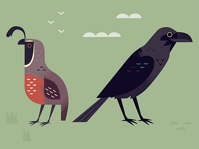 Quail and Raven animals birds illustrated animals illustrated birds illustration nature quail raven scientific illustration wildlife
