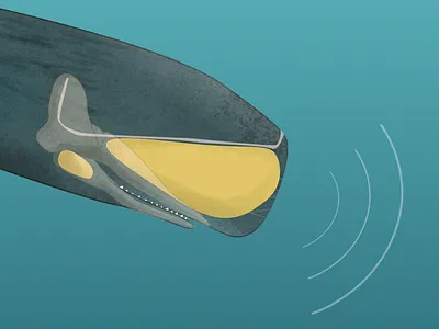 Spermwhale Echolocation anatomy echolocation edtech ocean science sperm whale