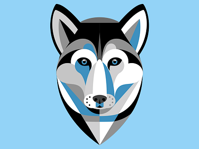 Husky blue color dog eyes husky wild winter wolf