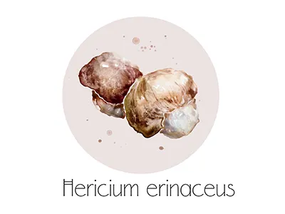 Hericium Erinaceus fruit icon painting watercolor