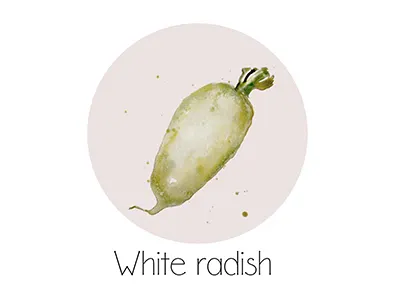 White Radish fruit icon painting watercolor