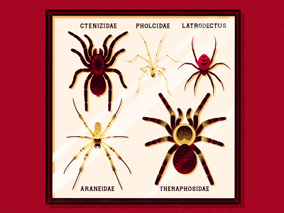 Arachnophobia! animal collection drawing frame graphic illustration sketch spider texture vector