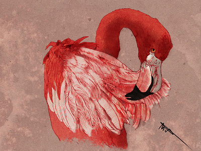 Dribbble Flamingo graphics illustration