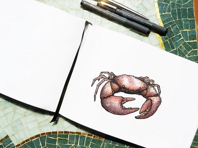 Crab crab draw granchio illustration manual pen pencil sketch sketchbook