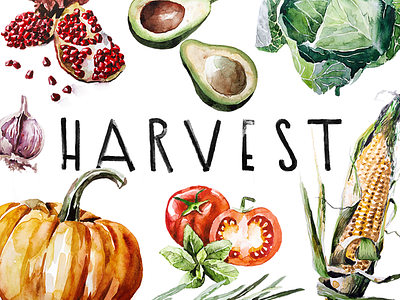 H A R V E S T brush food illustration vegetables watercolor