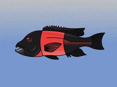 Fish of Catalina (Sheepshead) catalina fish illustration ocean sea sheepshead water