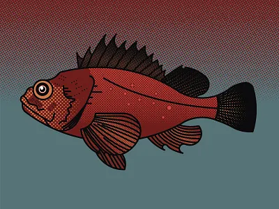 Fish of Catalina (Sculpin) catalina fish illustration ocean sculpin sea water