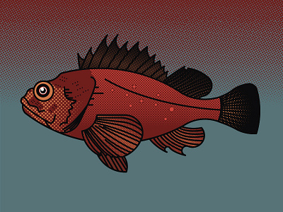 Fish of Catalina (Sculpin) catalina fish illustration ocean sculpin sea water