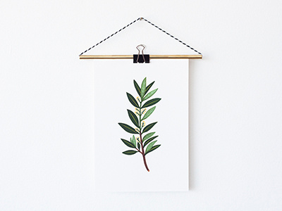 Olive Branch botanic botanical branch giclee illustration olive painting plant plants print