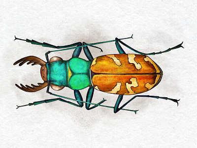 Buggie2 Dribble chris zloty illustration kayles brushes kzloty.com