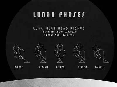 Lunar Phases bird illustration moon parrot space