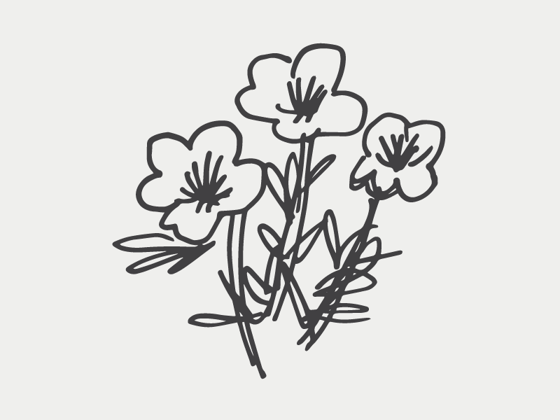 Buttercups buttercups flowers illustration