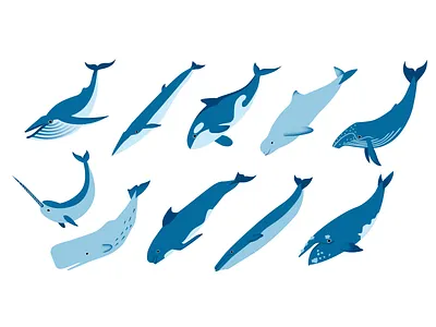 Whales of Canada canada cetacea fish ocean underwater vector whale