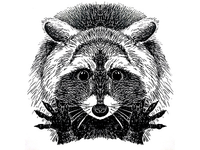 Boo Raccoon illustration ink pen and ink raccoon