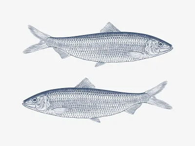 Fish Feast fish fish feast illustration