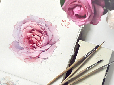 Rose flower berries botany flora flowers herbarium packaging plants rose flower sketch watercolor