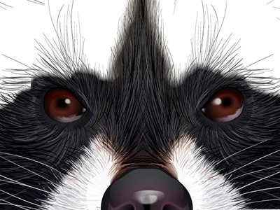 Raccoon Sketch illustration raccoon vector