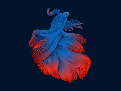 Siamese fighting fish fish illustration siamese fighting fish