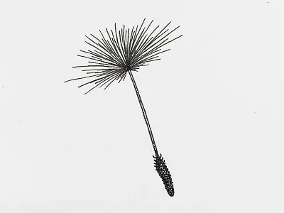 Dandelion seed dandelion doodle drawing illustration indiana indianaart indianaartist ink penandink shading sketch stipple