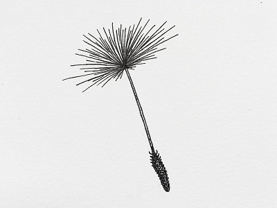 Dandelion seed dandelion doodle drawing illustration indiana indianaart indianaartist ink penandink shading sketch stipple