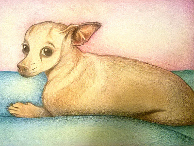 Zoila chihuahua colored pencils dog draw drawing pencil zoila