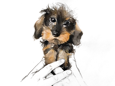 Teckel cute dachshund dog illustration pencil pup teckel watercolor