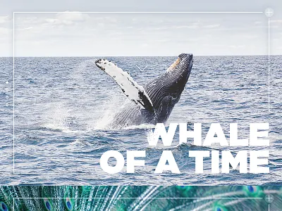 Whale animals bristol designer design illustration infographic ios nick kelly bristol ui ux whale