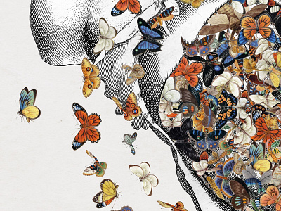 Danco anatomy butterfly collage insect strng vintage