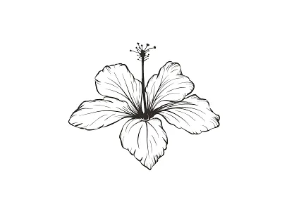 Hibiscus flower hibiscus