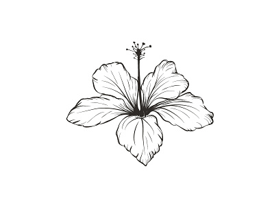 Hibiscus flower hibiscus